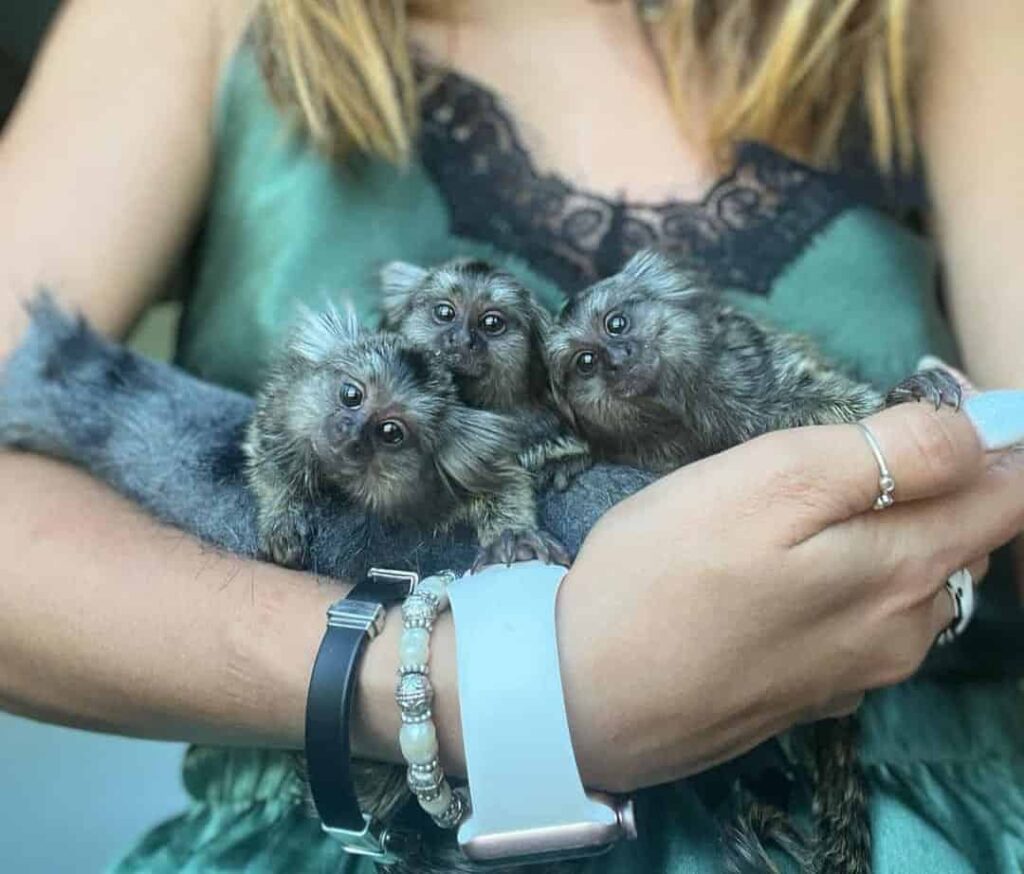 pygmy marmoset monkey for sale